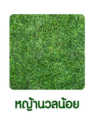 หญ้านวลน้อย