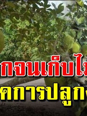 ปลูกต้นขนุนให้ติดผลดก โตไว รสหวานอร่อย
