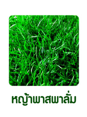 หญ้าพาสพาลั่ม