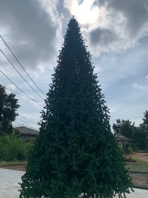ต้นคริสต์มาสใบสนสีเขียวขนาด20ft.