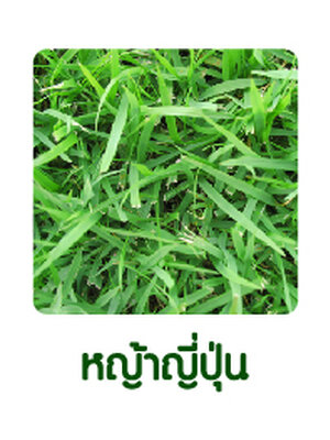 หญ้าญี่ปุ่น