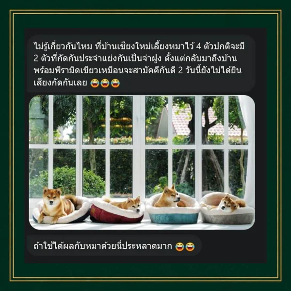 Green-Pyramid-Harmony-Happy-Lucky-พีระมิดเขียว-ปรับสมดุลจิต-อารมณ์ดี-มีความสุข-ปกติมีหมา2ตัวกัดกัน-สามัคคีกันดี-ไม่ได้ยินเสียงกัดกันเลย Green-Pyramid-Harmony-Happy-Lucky-พีระมิดเขียว-ปรับสมดุลจิต-อารมณ์ดี-มีความสุข-ปกติมีหมา2ตัวกัดกัน-สามัคคีกันดี-ไม่ได้ยินเสียงกัดกันเลย