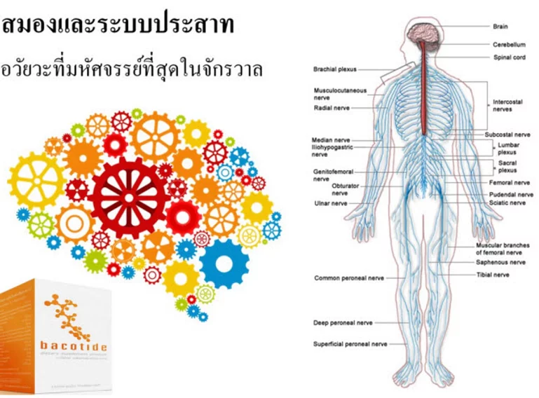 Bacotide,บาโคไทด์,ฟื้นฟูและป้องกัน อัลไซเมอร์ ความจำสั้น สมองเลอะเลือน ไมเกรน สมาธิสั้น ฟื้นฟู และลดการเหนื่อยล้าของสมอง ฟื้นฟูสมอง